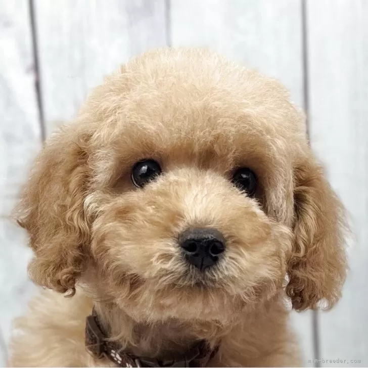 T.U 様のお迎えした子犬