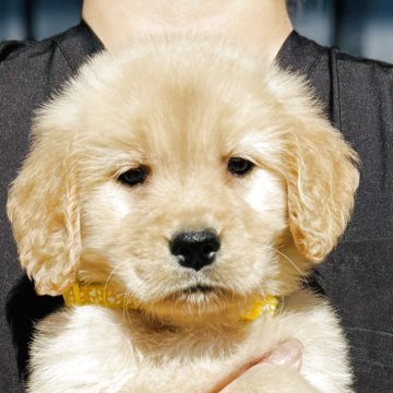 ゴールデンレトリバー【徳島県・女の子・2025年10月4日・ゴールデン】の写真「骨格最高❣️可愛いお顔のお姫様(イエローちゃん)」