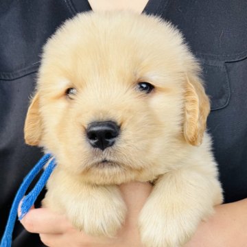 ゴールデンレトリバー【徳島県・男の子・2025年10月4日・ゴールデン】の写真「骨格最高❣️可愛いお顔の王子(ブルー君)」