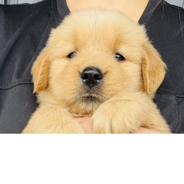 ゴールデンレトリバー【徳島県・女の子・2025年8月28日・ゴールデン】の写真「骨格最高❣️可愛いお顔のお姫様(パープルちゃん)」