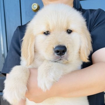 ゴールデンレトリバー【徳島県・男の子・2025年7月1日・ゴールデン】の写真「骨格最高❣️父チャンピオンの男の子(ブラウン君)」