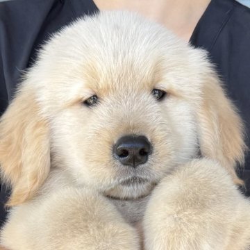 ゴールデンレトリバー【徳島県・男の子・2025年7月1日・ゴールデン】の写真「父チャンピオン🏆骨格最高の子(グリーン君)」