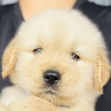 ゴールデンレトリバー【徳島県・男の子・2025年8月28日・ゴールデン】の写真「お父さんチャンピオン❣️可愛い王子様(ブルー君)」