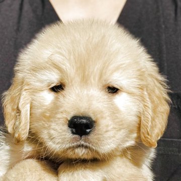 ゴールデンレトリバー【徳島県・男の子・2025年10月4日・ゴールデン】の写真「骨格最高❣️可愛いお顔の王子(グリーン君)」