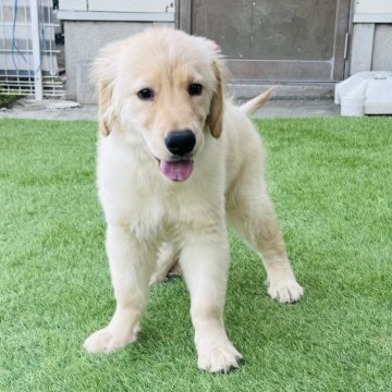 ゴールデンレトリバー【徳島県・女の子・2025年7月20日・ゴールデン】の写真「骨格最高❣️素晴らしい血統の有望な女の子」