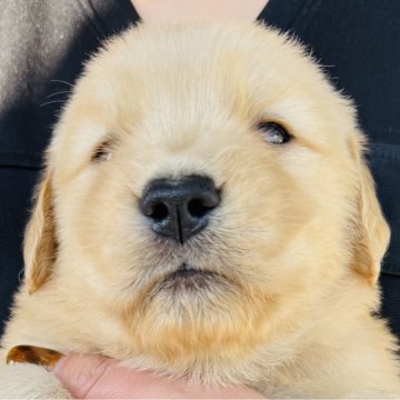 ゴールデンレトリバー【徳島県・女の子・2025年10月4日・ゴールデン】の写真「骨格最高❣️可愛いお顔のお姫様(イエローちゃん)」