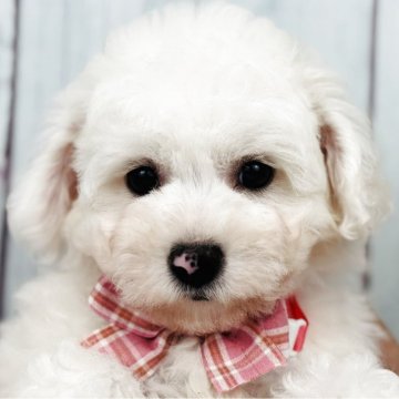 ビションフリーゼ【徳島県・女の子・2025年4月15日・ホワイト】の写真「ドワーフの可愛い女の子❤️(ピンクちゃん)」