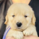 ゴールデンレトリバー