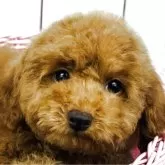トイプードル(トイ)