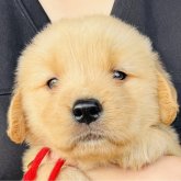 ゴールデンレトリバー