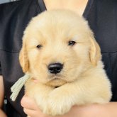 ゴールデンレトリバー