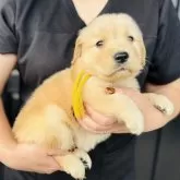 ゴールデンレトリバー【徳島県・女の子・2025年10月4日・ゴールデン】の写真3