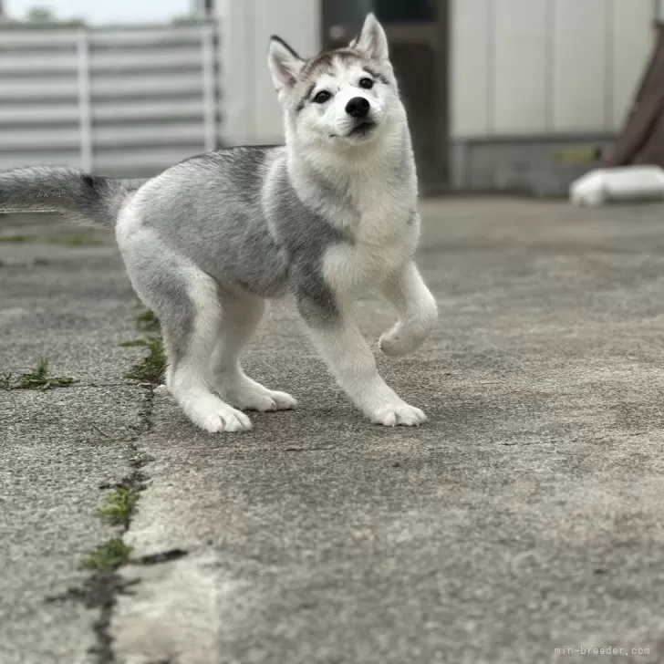 ID:2403-06028の子犬