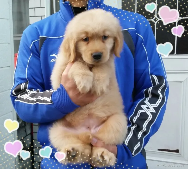 埼玉　sujii 様のお迎えした子犬