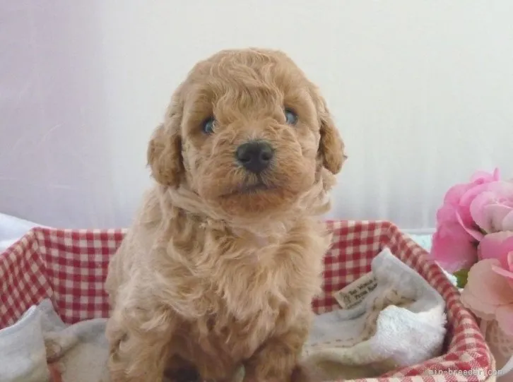 ID:1602-00032の子犬