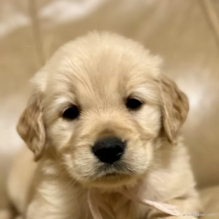 うりうり 様のお迎えした子犬
