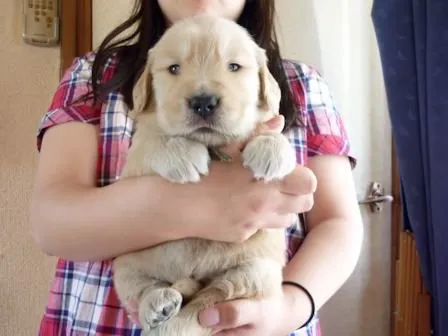ID:1506-00178の子犬