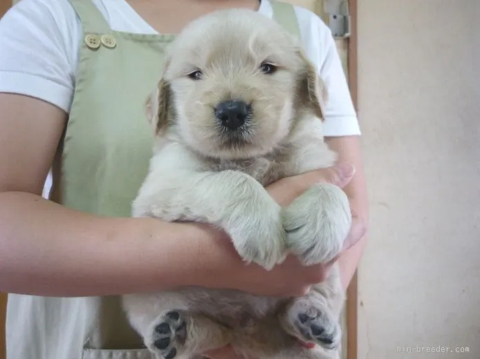 可兒裕介 様のお迎えした子犬