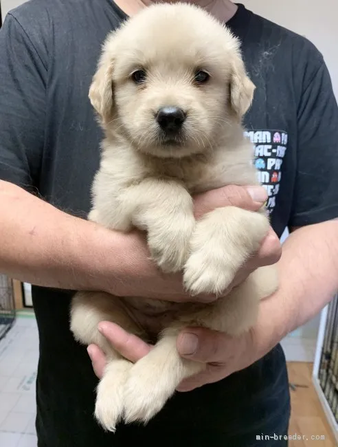 ID:2106-02841の子犬