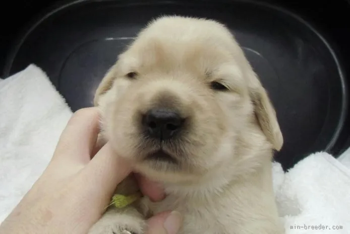 Hisa 様のお迎えした子犬