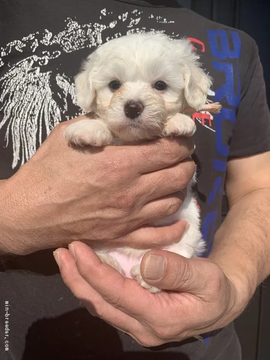 ID:1911-01430の子犬