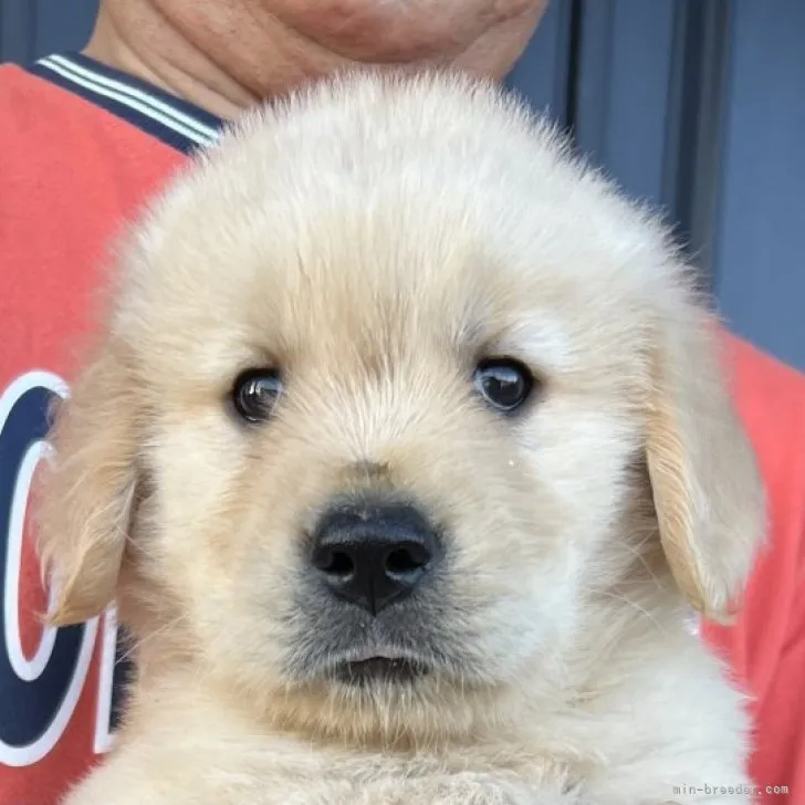 ID：2306-01778の子犬