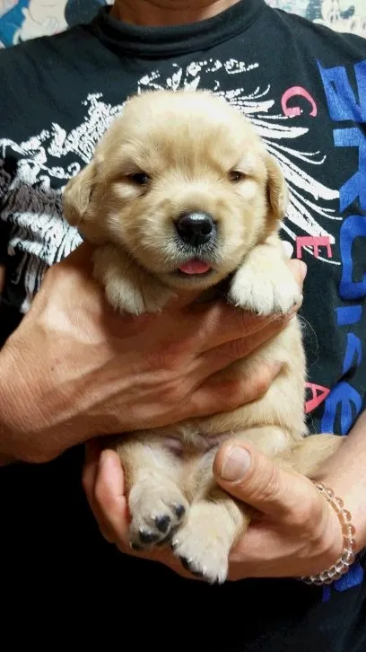 えびっぴ 様のお迎えした子犬