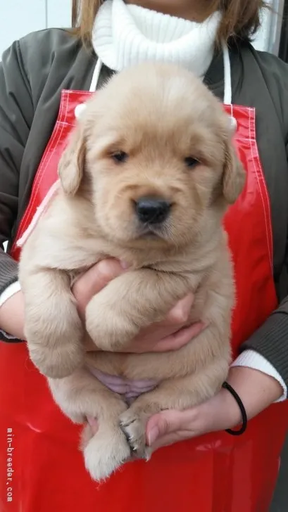 梅ママ 様のお迎えした子犬