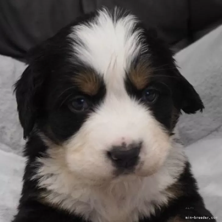 ID:2403-04846の子犬