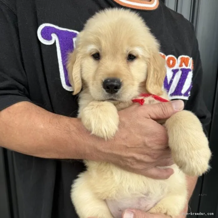 まぅみ 様のお迎えした子犬