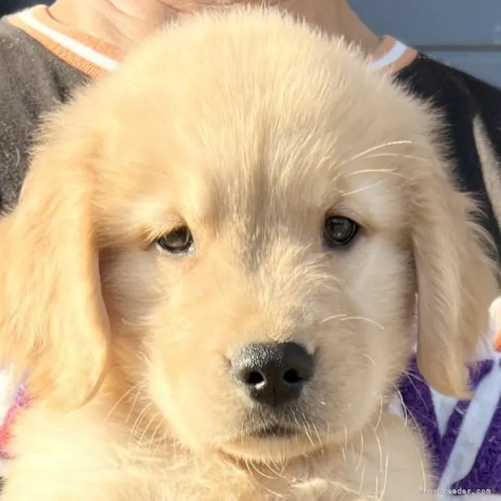 ID：2310-00498の子犬