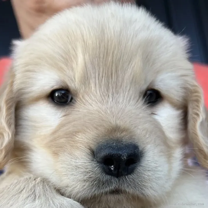 ID:2306-01326の子犬