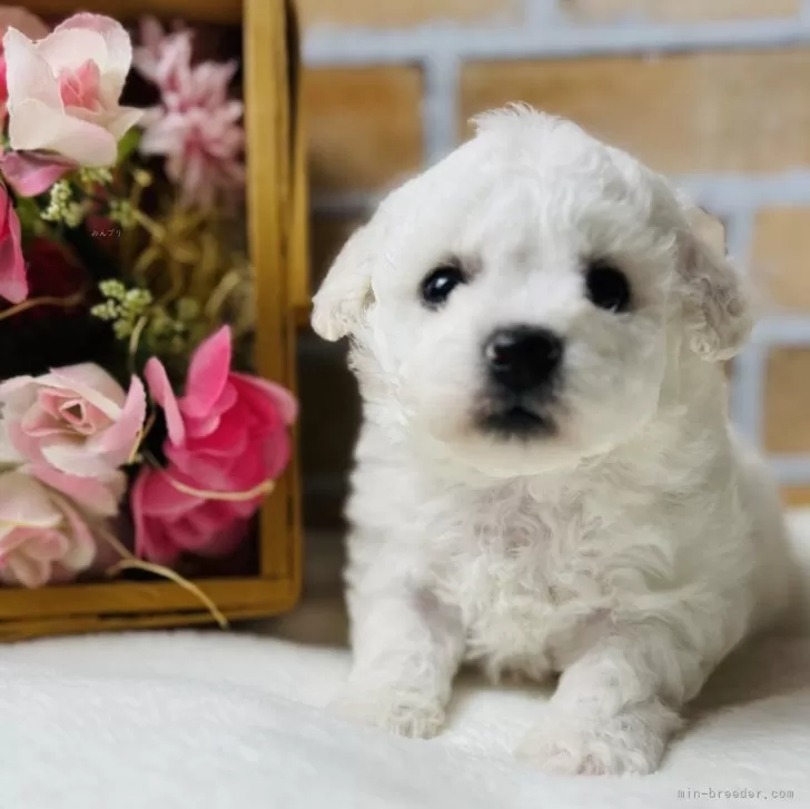 みかん 様のお迎えした子犬