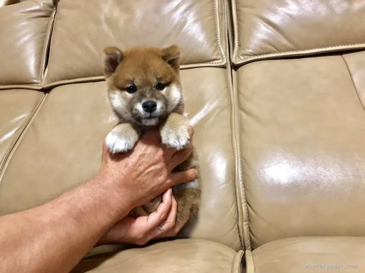 ID：1804-01362の子犬