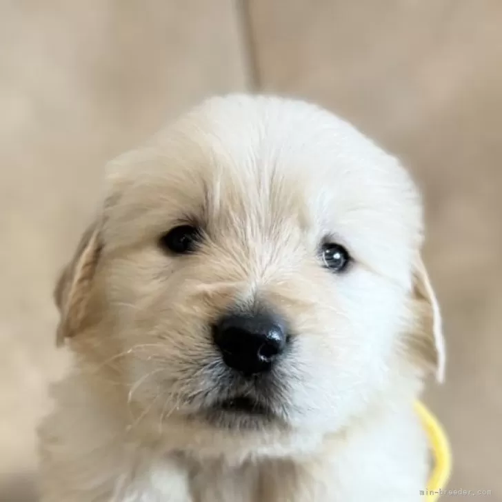 ID:2312-03269の子犬