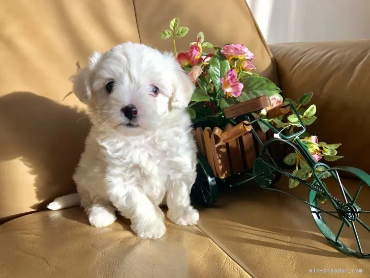 ID:1812-00364の子犬
