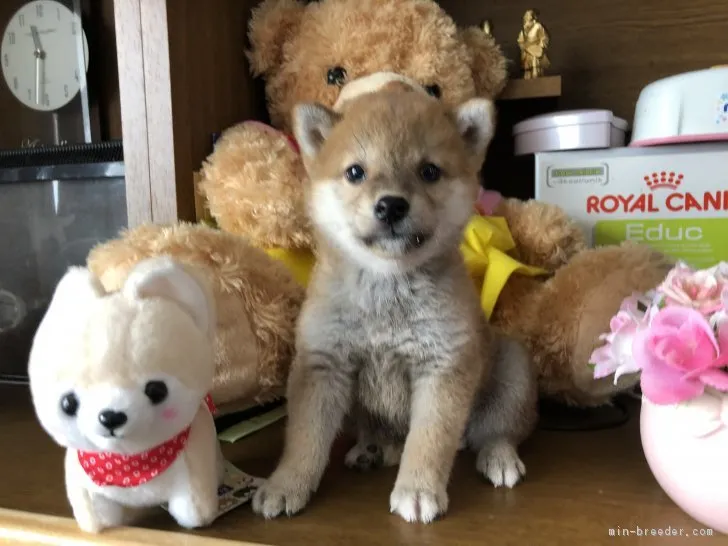 ID：1809-01804の子犬