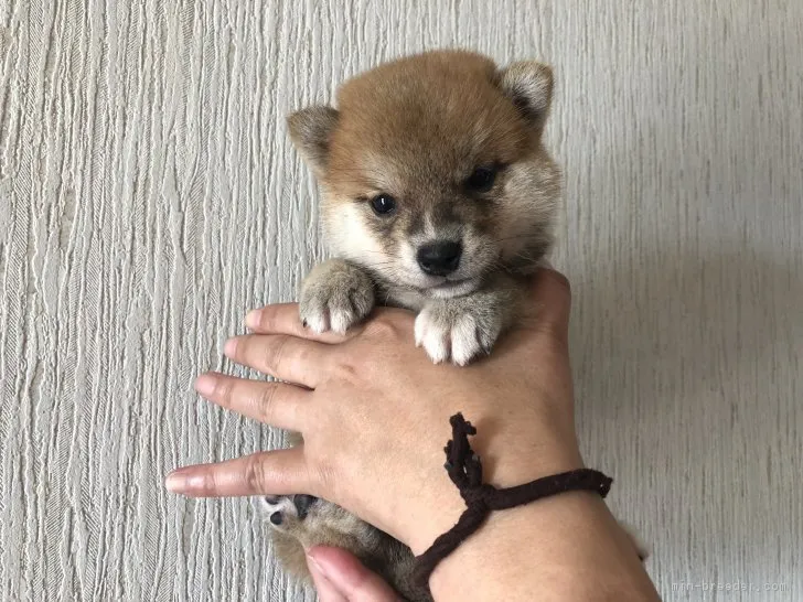ID:1810-00278の子犬