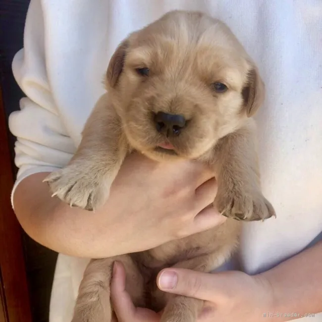 ID:1901-00670の子犬