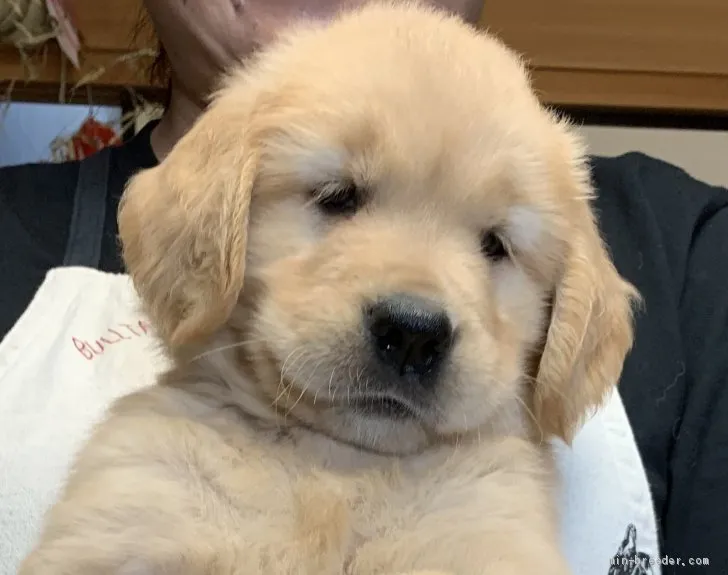 ID:2106-03357の子犬
