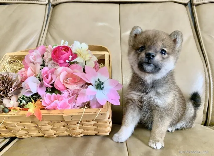 ID:1911-02574の子犬