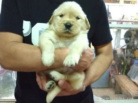 yoshimi 様のお迎えした子犬