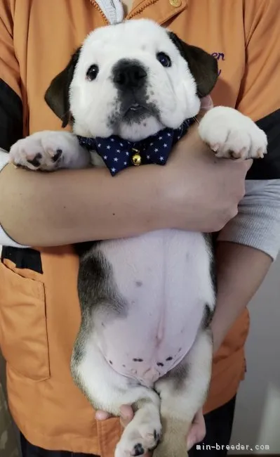 ID:1901-01507の子犬