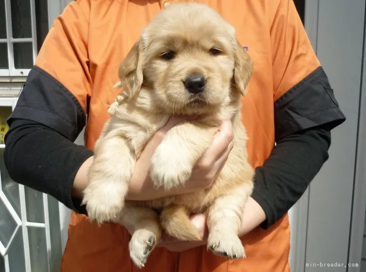 まるちゃんまま 様のお迎えした子犬