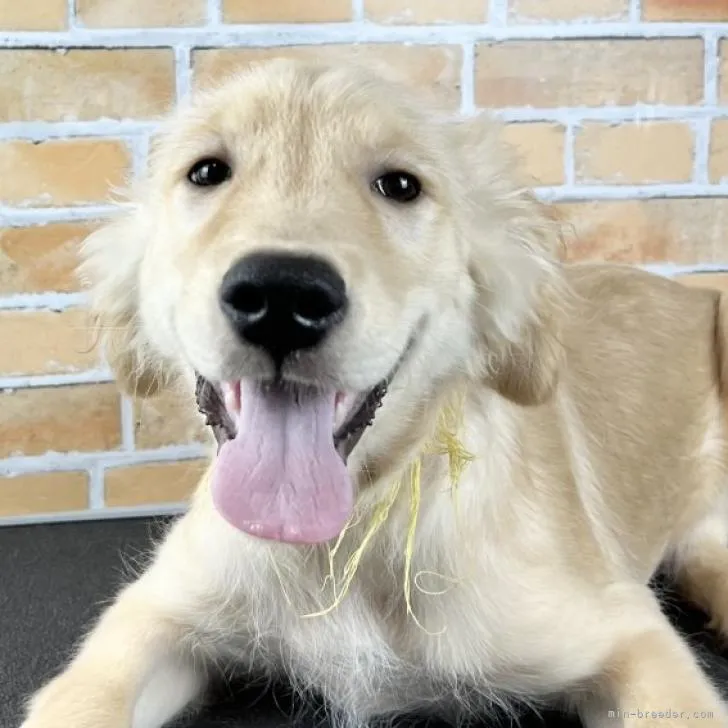 Peco 様のお迎えした子犬