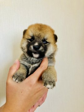 柴犬(標準サイズ)【徳島県・女の子・2018年3月21日・赤】の写真「豆タイプ小ぶりな女の子」