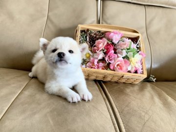 柴犬(標準サイズ)【徳島県・女の子・2020年8月1日・白】の写真「超〜可愛い💖白柴ちゃん(全く支障の無い欠点有)」