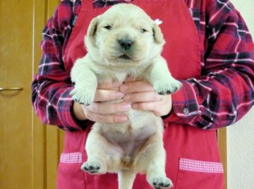 ゴールデンレトリバー【徳島県・男の子・2016年1月11日・ゴールデン】の写真「骨格最高！大きな女の子③番ちゃん」