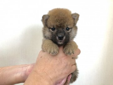 柴犬(標準サイズ)【徳島県・男の子・2018年8月16日・赤】の写真「小ぶりな子」