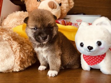 柴犬(標準サイズ)【徳島県・男の子・2018年10月6日・赤】の写真「小ぶりなお殿様❤️」